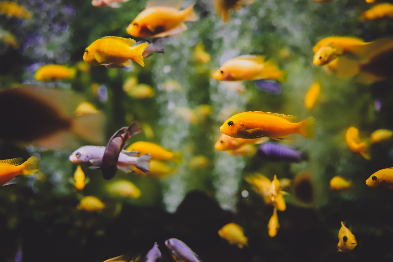 Kalad üksi kodus ehk Kuidas hoolitseda akvaariumi eest reisil olles?