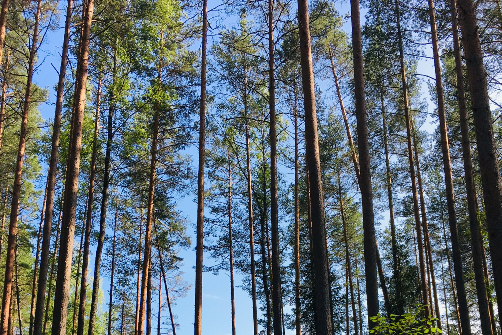Nädalalõpp Lõuna-Eestis: jaluta rabavaikuses, roni vaatetornide tippu ja kasta end Eesti sügavaimasse järve 