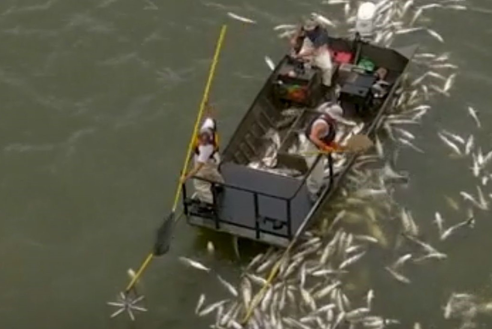 USKUMATUD KAADRID: keskkonnaametnikud püüdsid elektriga kala