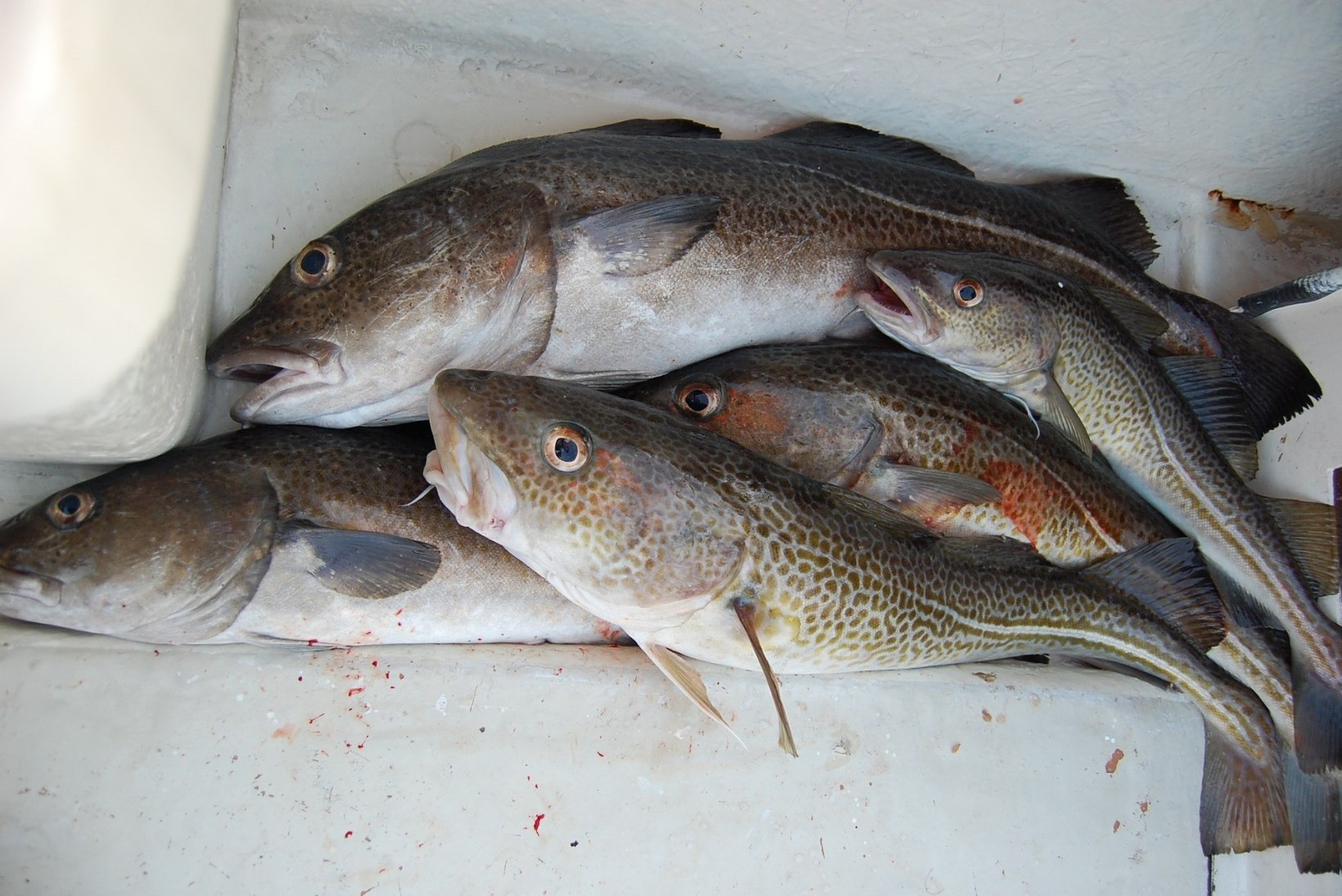 Tursapüügikeeld uputab kalameeste kauplemisvõimaluse