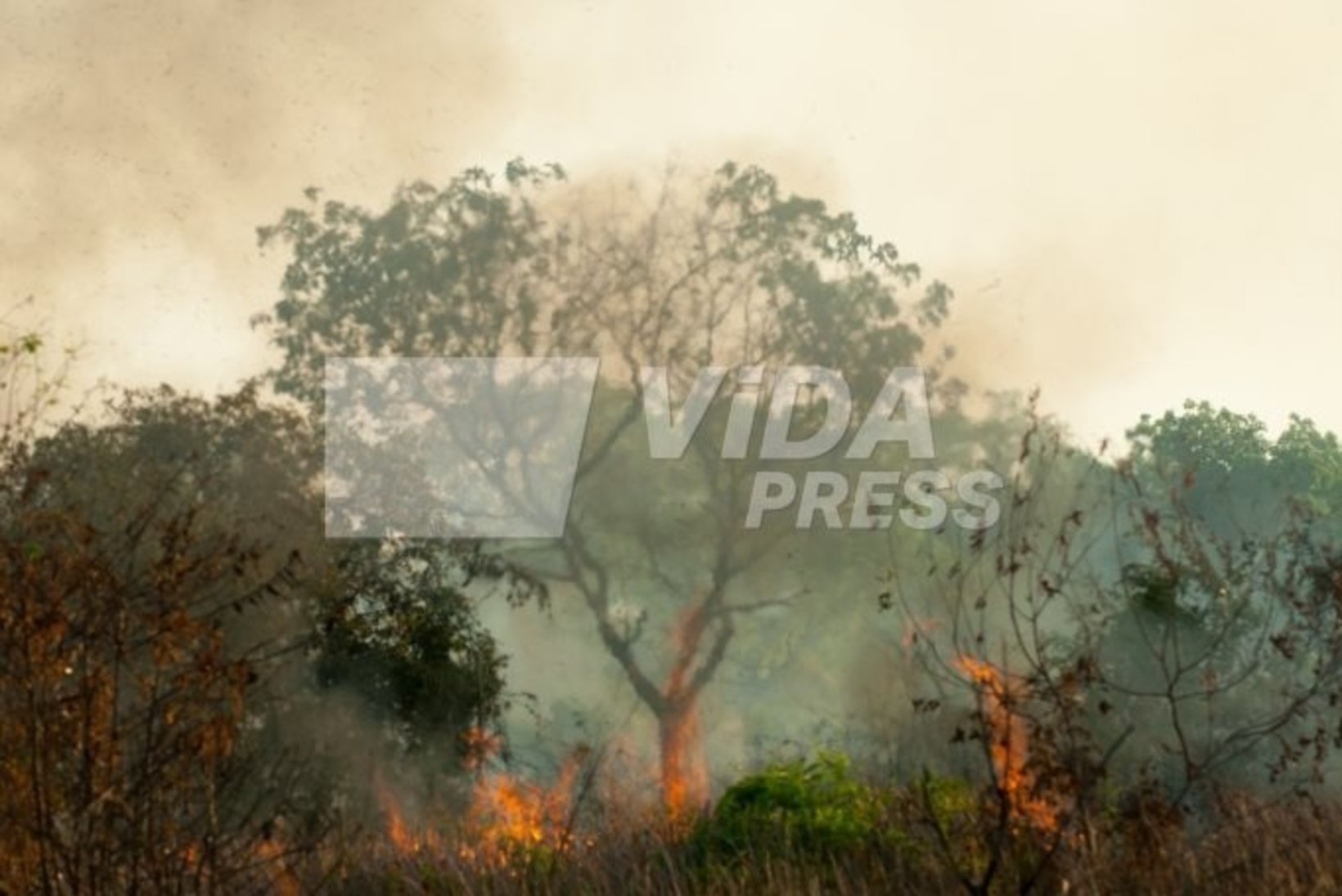 Eesti teadlased: Brasiilia metsapõlengud teevad muret, kuid paanikaks pole põhjust