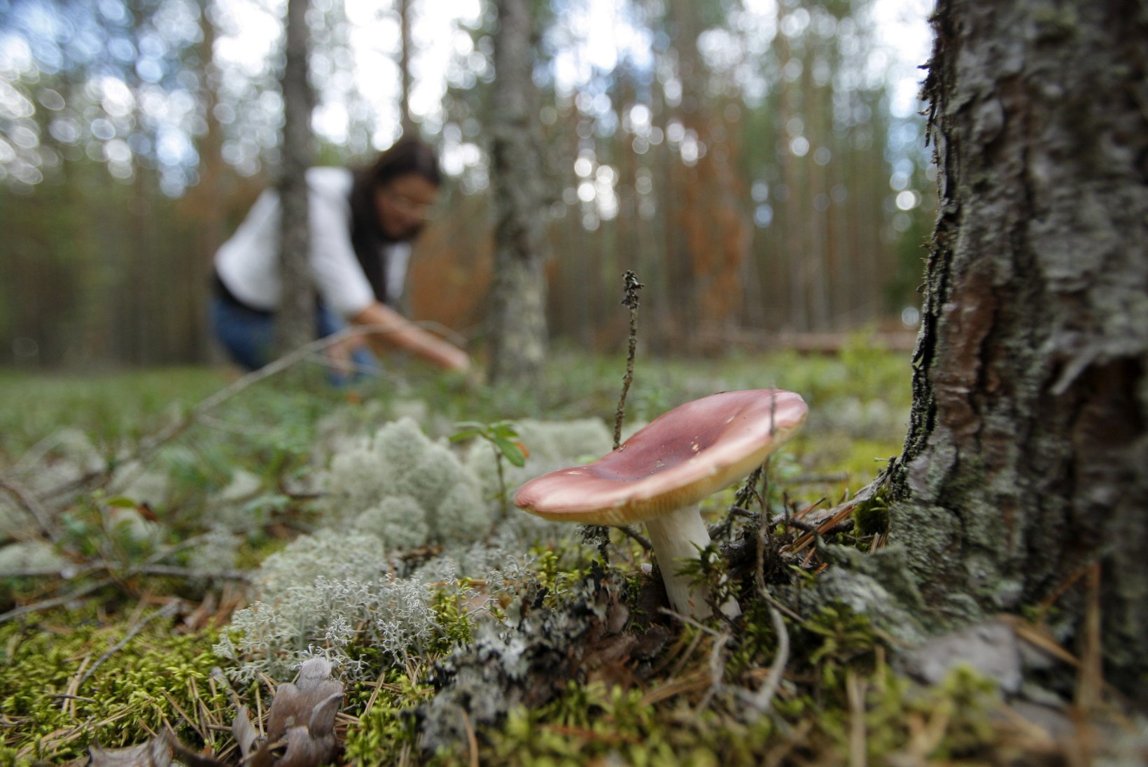 Seenelised paljastavad: milliseid seeni metsas leidub ja kust kandist tasub head saaki loota