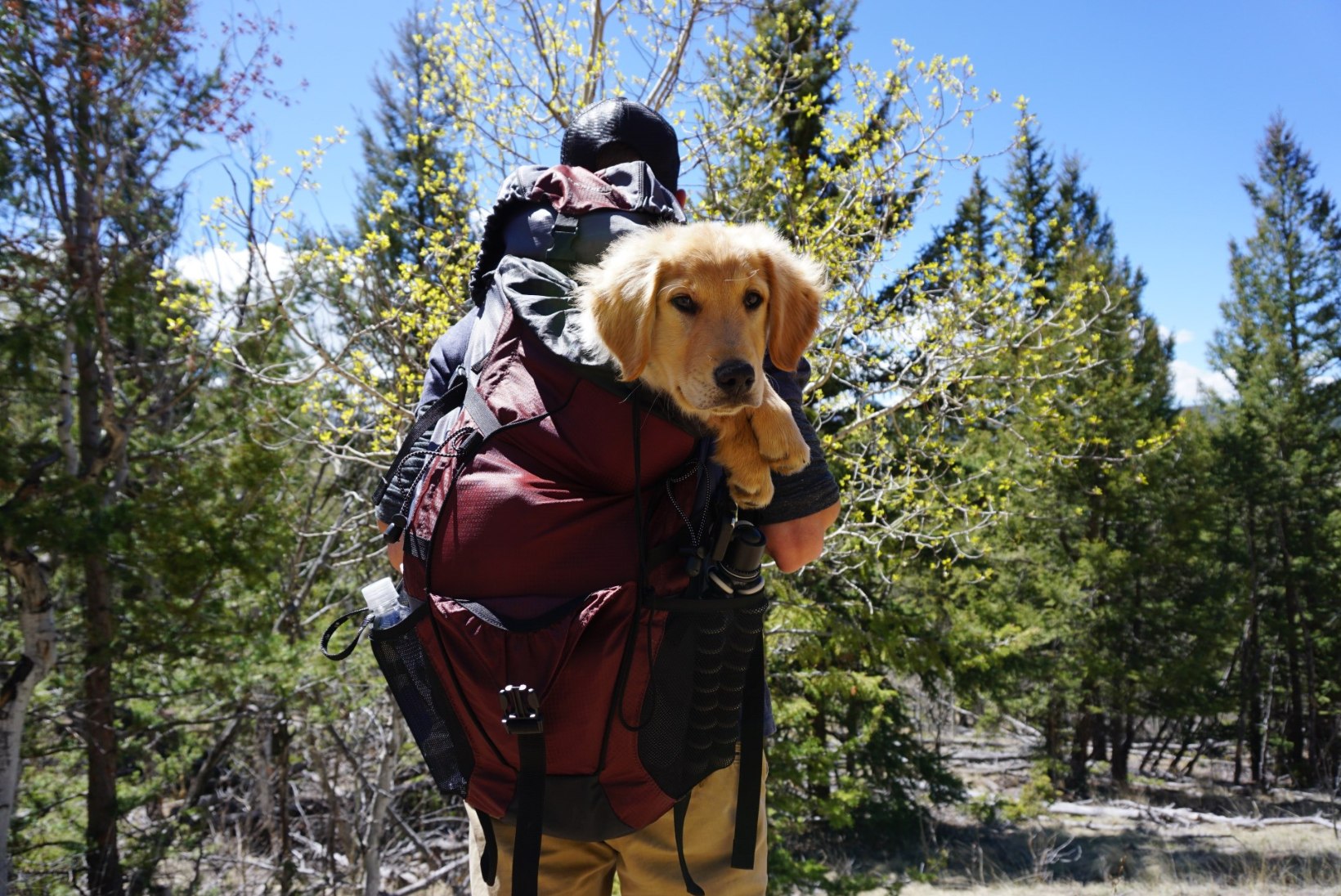 Koeraga matkama: 4 kasulikku nõuannet, et kõik kulgeks plaanipäraselt
