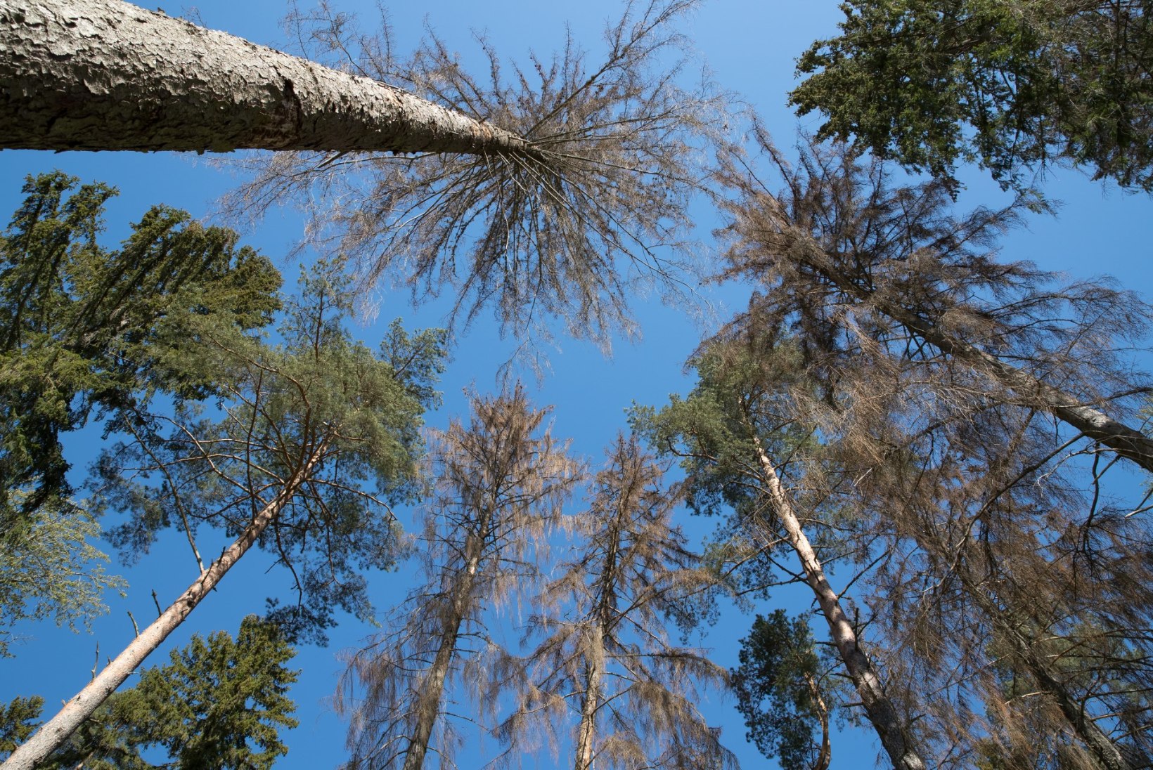 HOIAME METSA: Eestis istutati eelmisel aastal rekordiliselt palju puid
