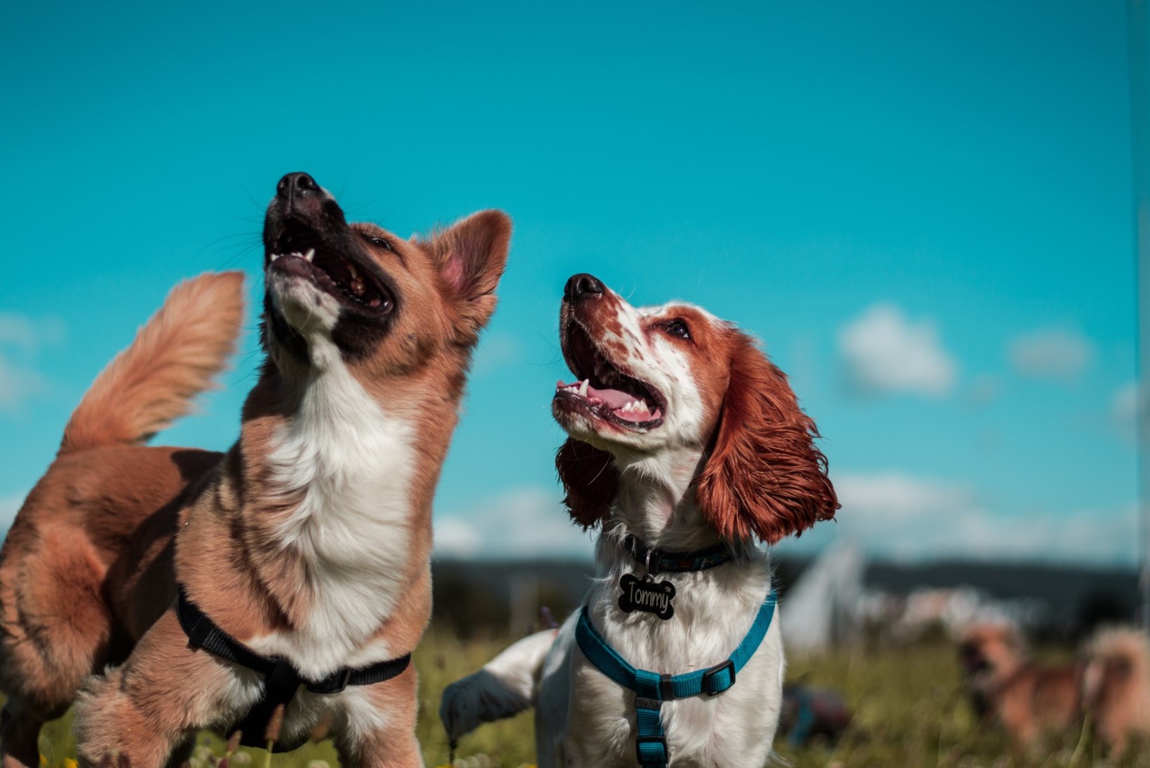 Ekspert jagab soovitusi: koera paaritamisel arvesta nende nõuannetega
