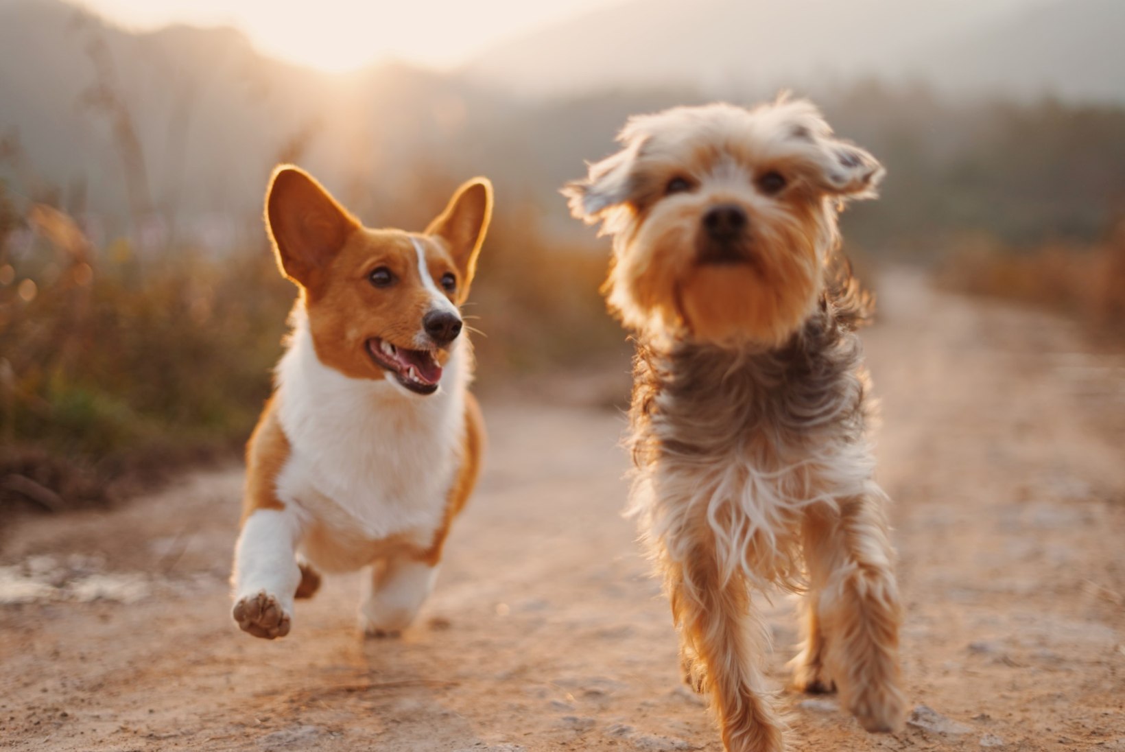 Ekspert jagab soovitusi: koera paaritamisel arvesta nende nõuannetega