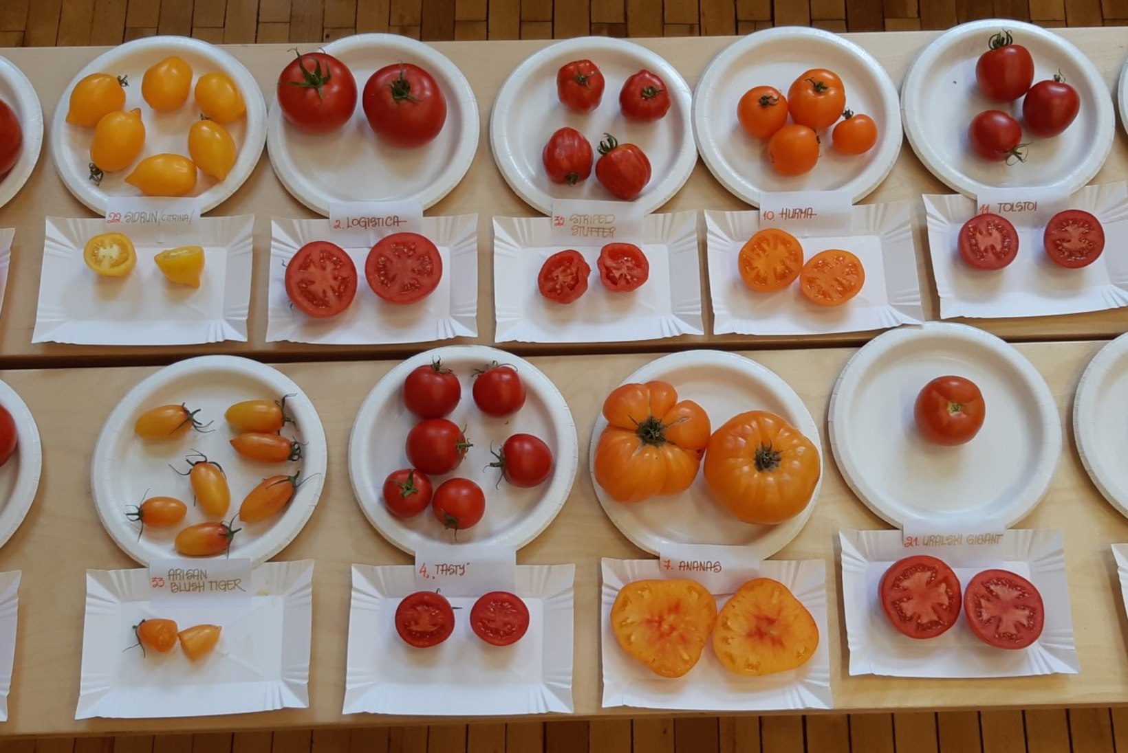 TOMATID VÄLJANÄITUSEL: ettevõtlik Võrumaa naine pani ritta 47 erinevat tomatisorti