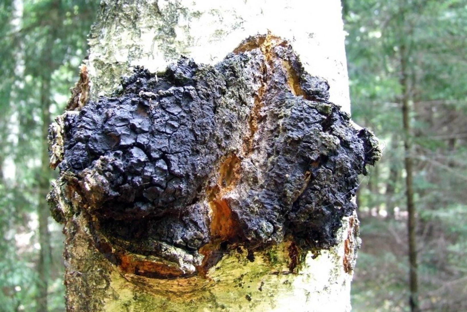 Kas teadsid? Ka Eestimaa metsades kasvab seen, mida loodusrahvad kutsuvad surematuse seeneks