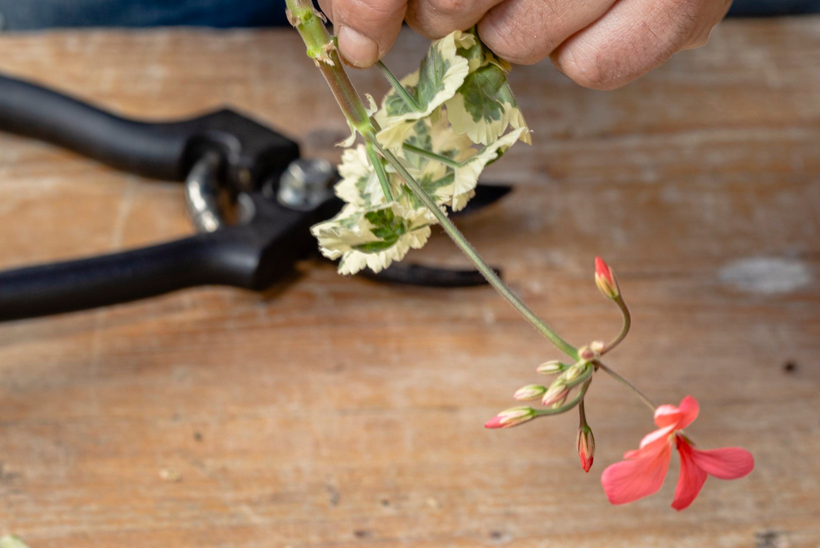 PELARGOON ELAB KAUA: vaata, praktilisi nippe, kuidas õieilu üle talve säilitada