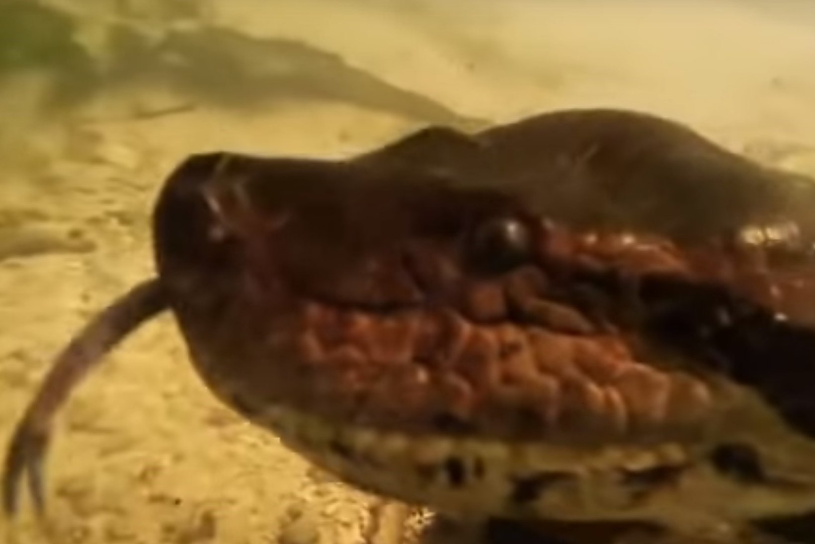 VIDEO | HARULDASED KAADRID: sukeldujad kohtusid seitsme meetri pikkuse anakondaga