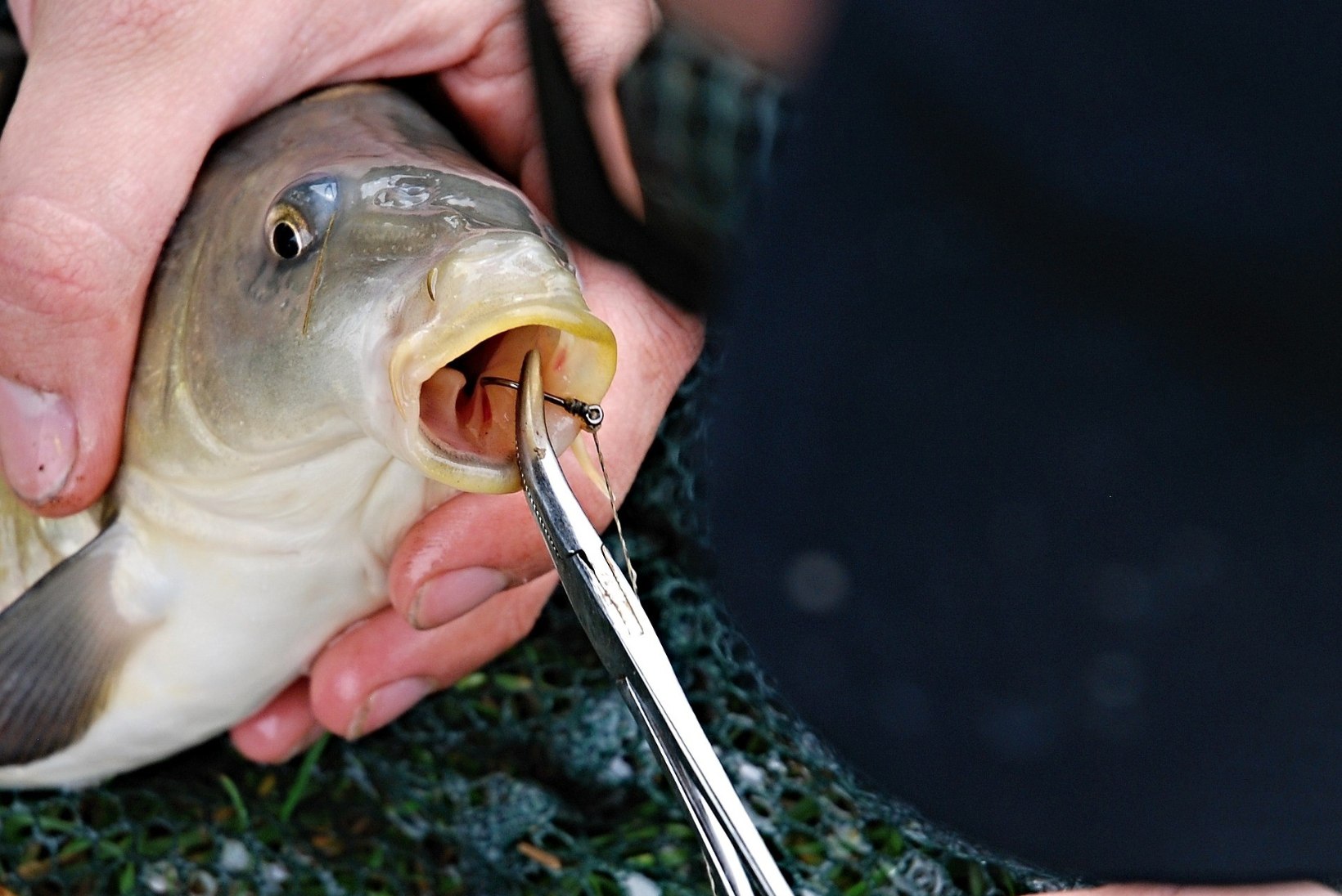 Värske uuring: kalad tunnevad valu inimestega sarnasel moel
