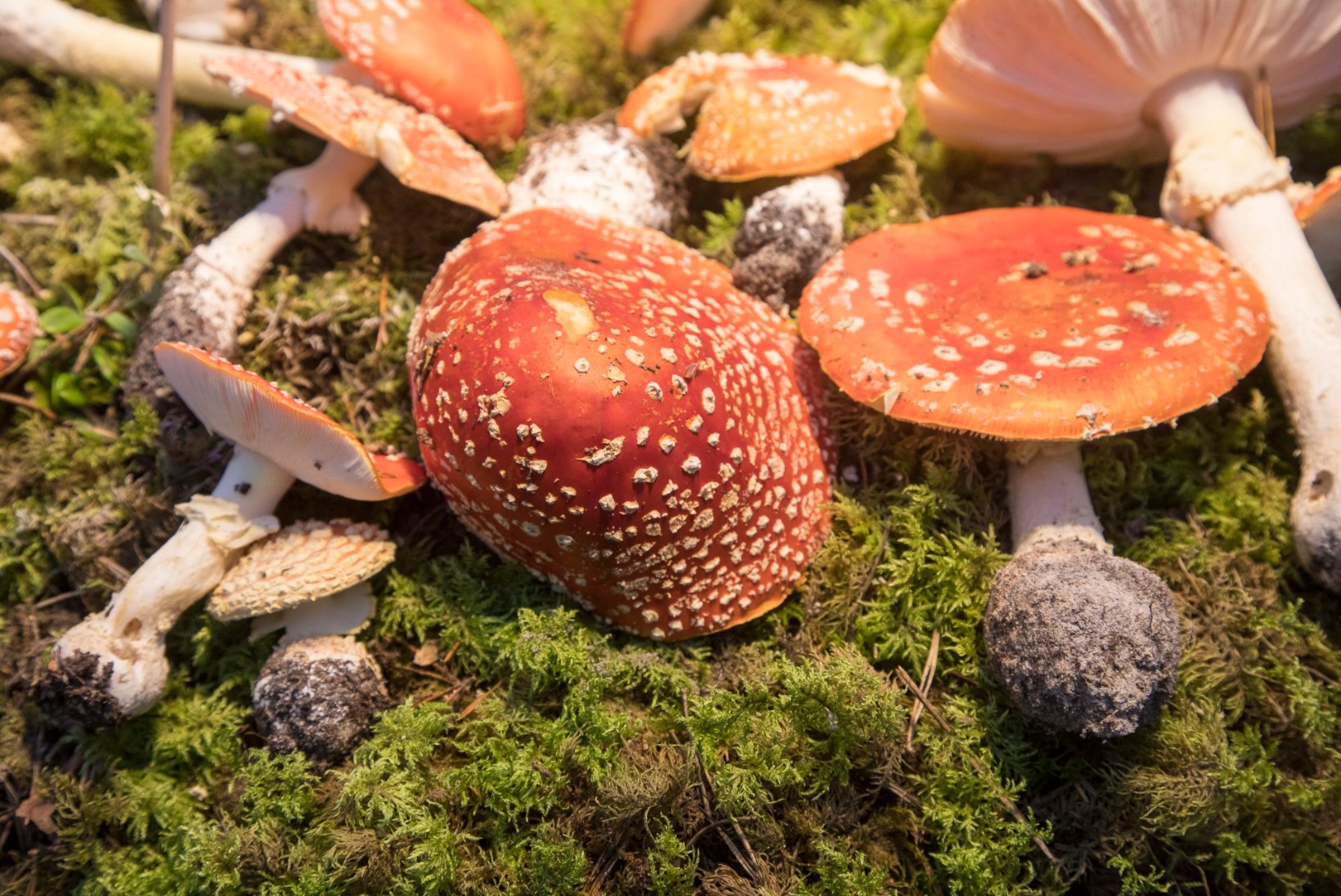 KOHE HAKKAB SÖÖGISEENEAEG: teadlase sõnul näitavad kärbseseened, et kohe saab ka söödavaid seeni