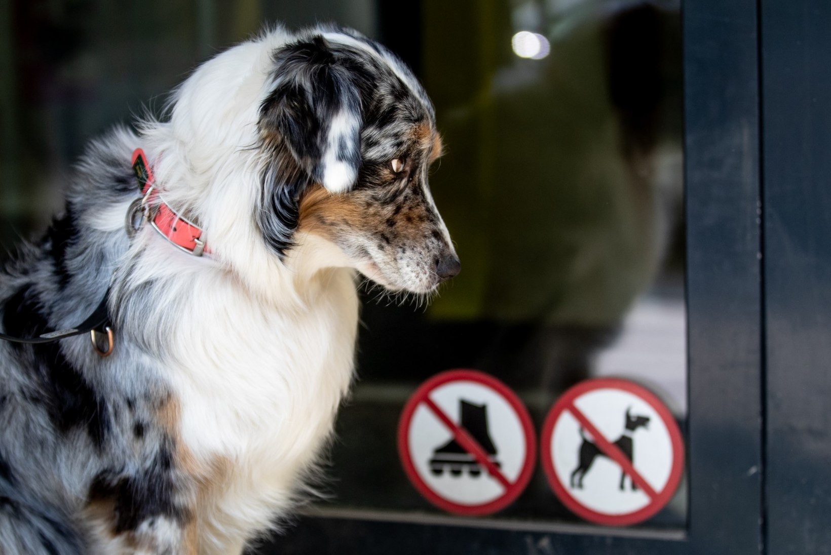 Skandinaavias levib koerte seas salapärane surmav haigus