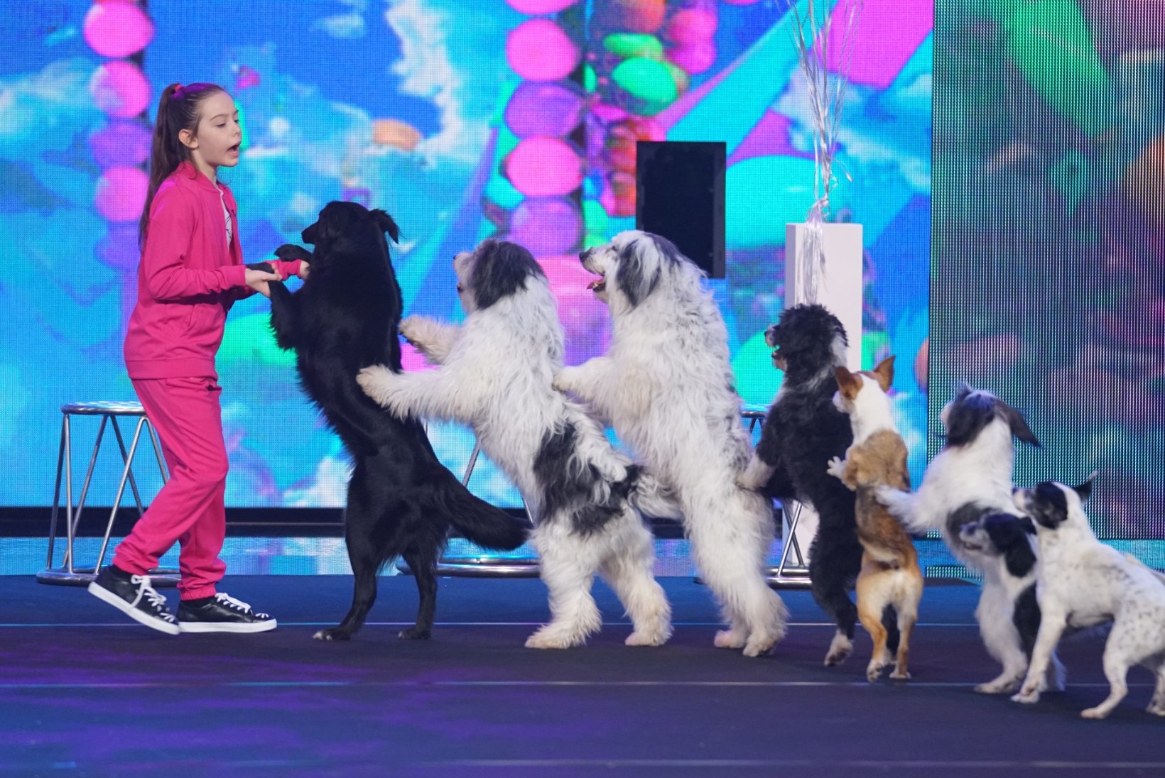 VIDEO | Lapsdresseerija pani korraga kaheksa (!) koera tagakäppadel tantsima