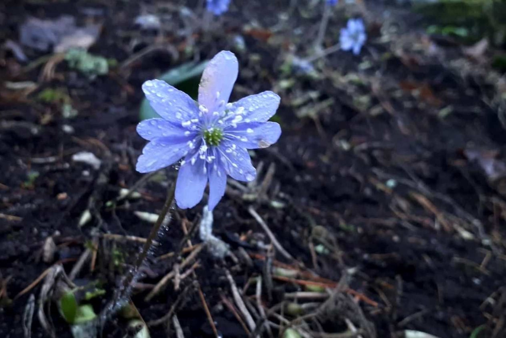 GALERII | Kevad tuli enne talve: lilled puhkevad järjest õide