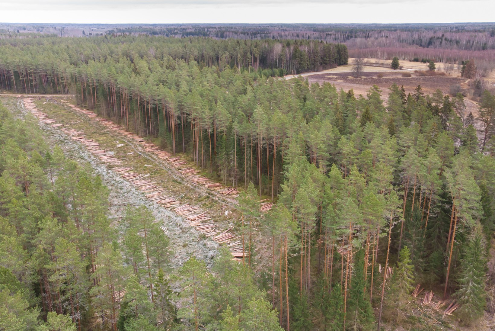 KURGJA METSASÕJA LÕPP: kanakulli pesast ja Jakobsoni perekalmistust 70 meetri kauguselt võib metsa raiuda