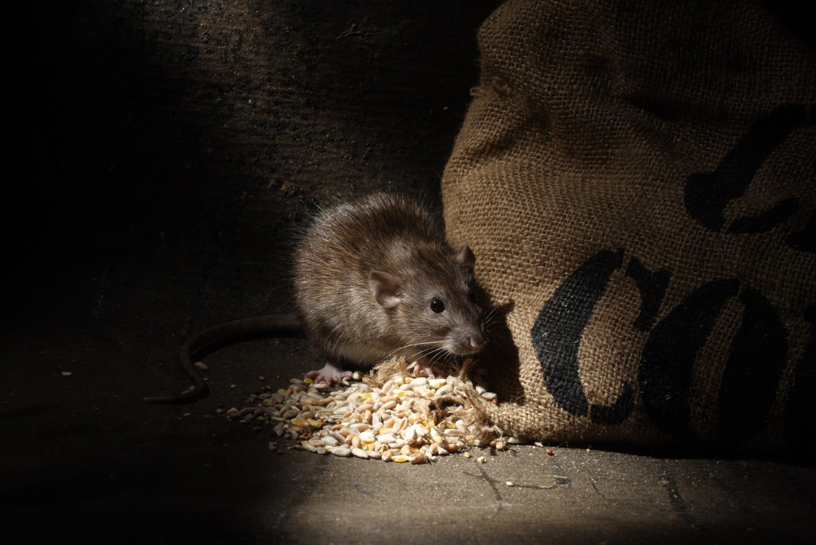 Rott oskab jääda ellu ka oma suurima vaenlase majas