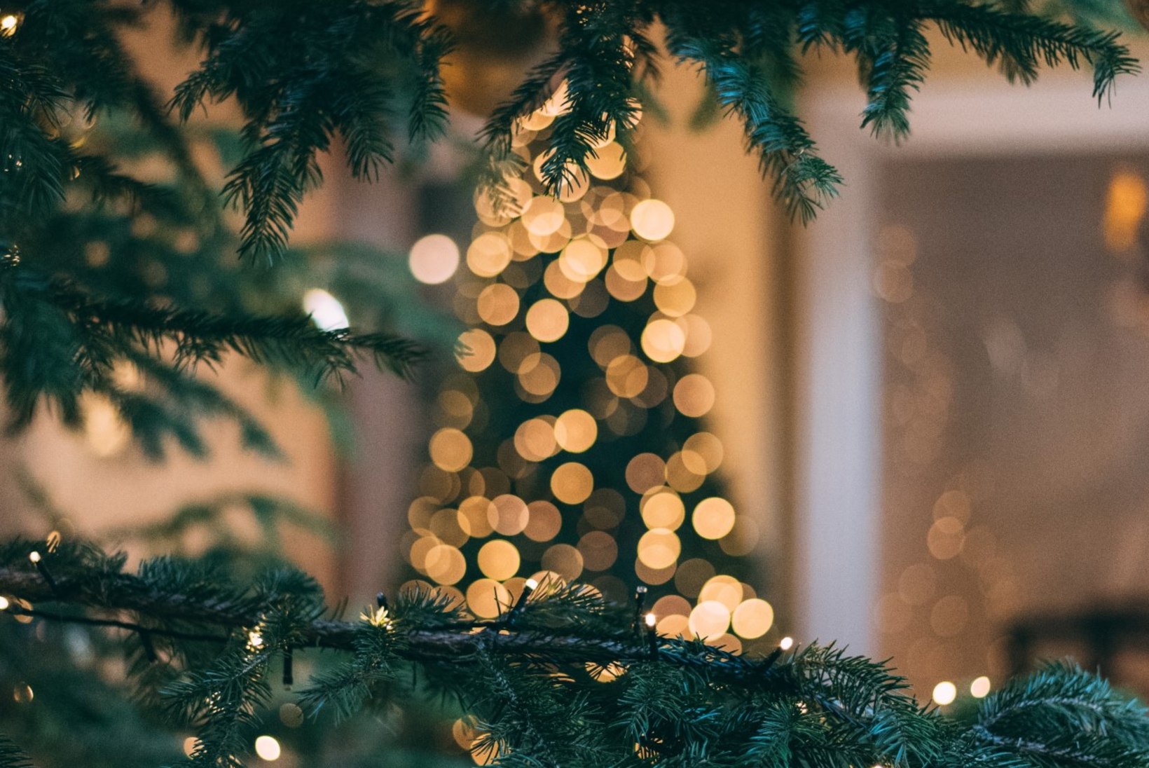 KOLMEKUNINGAPÄEV | Kuhu viia jõulurõõmu pakkunud kuusepuu?