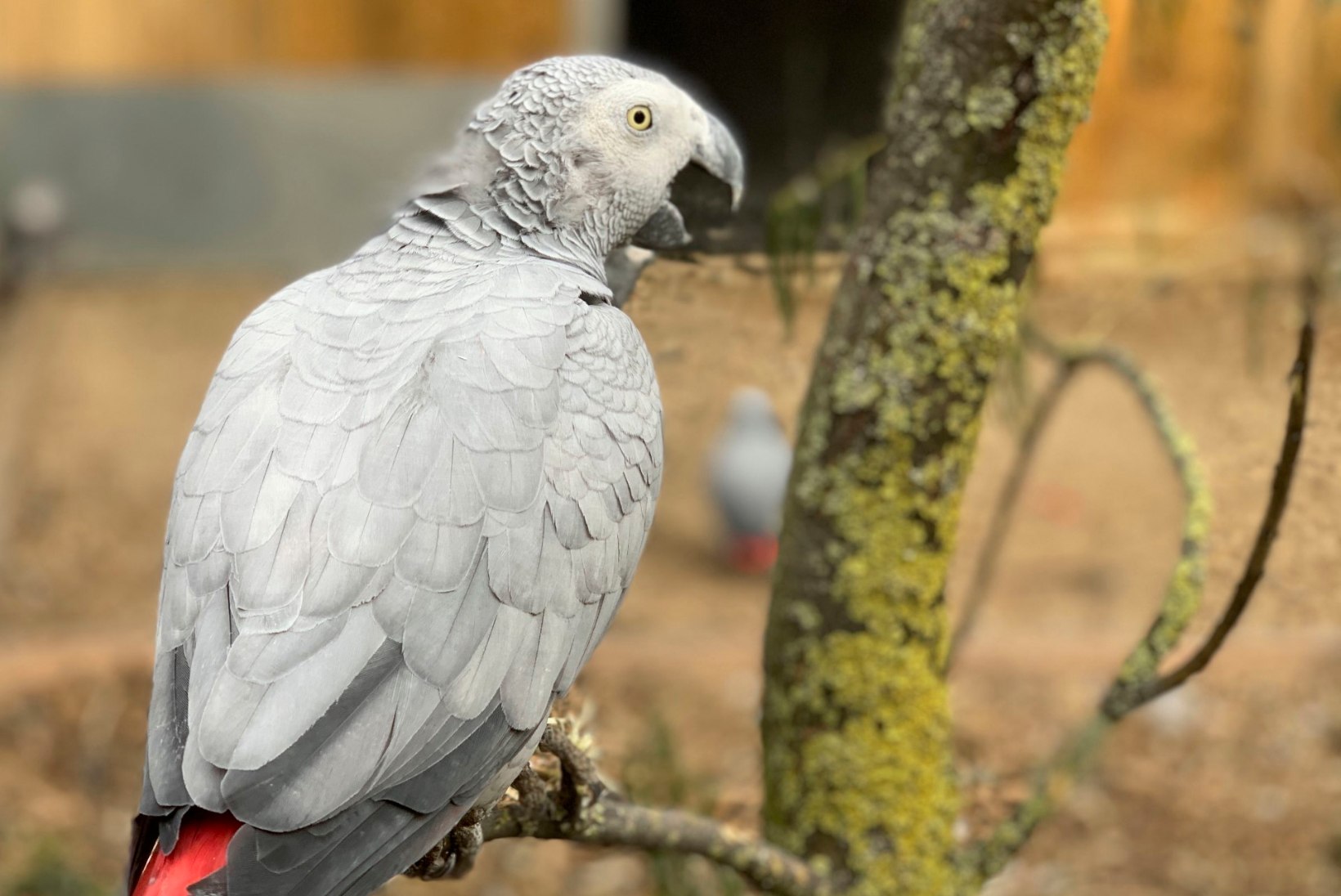 VÄNGE NOKAVÄRK: Inglise loomaparki saabus hullupööra ropendavate papagoide bande