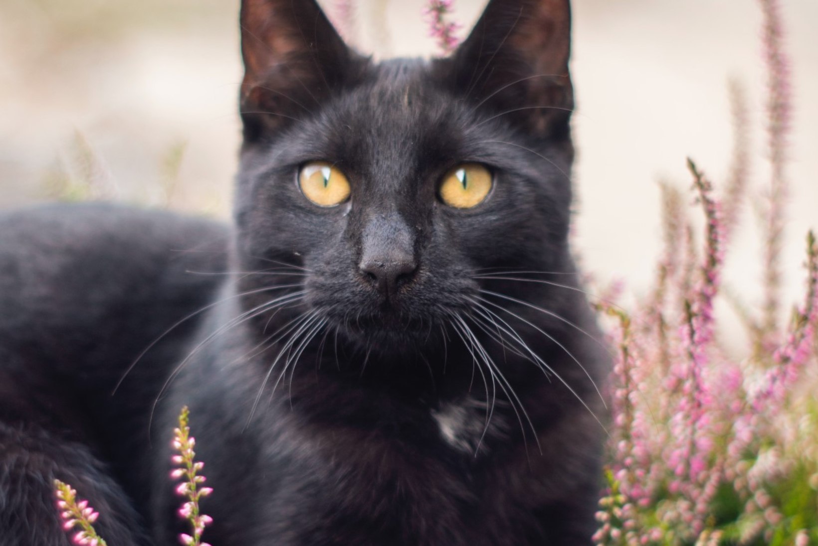 MUSTA KASSI KUU | Oktoobris saab varjupaigast kassi võtta vaid üheeurose loovutustasu eest