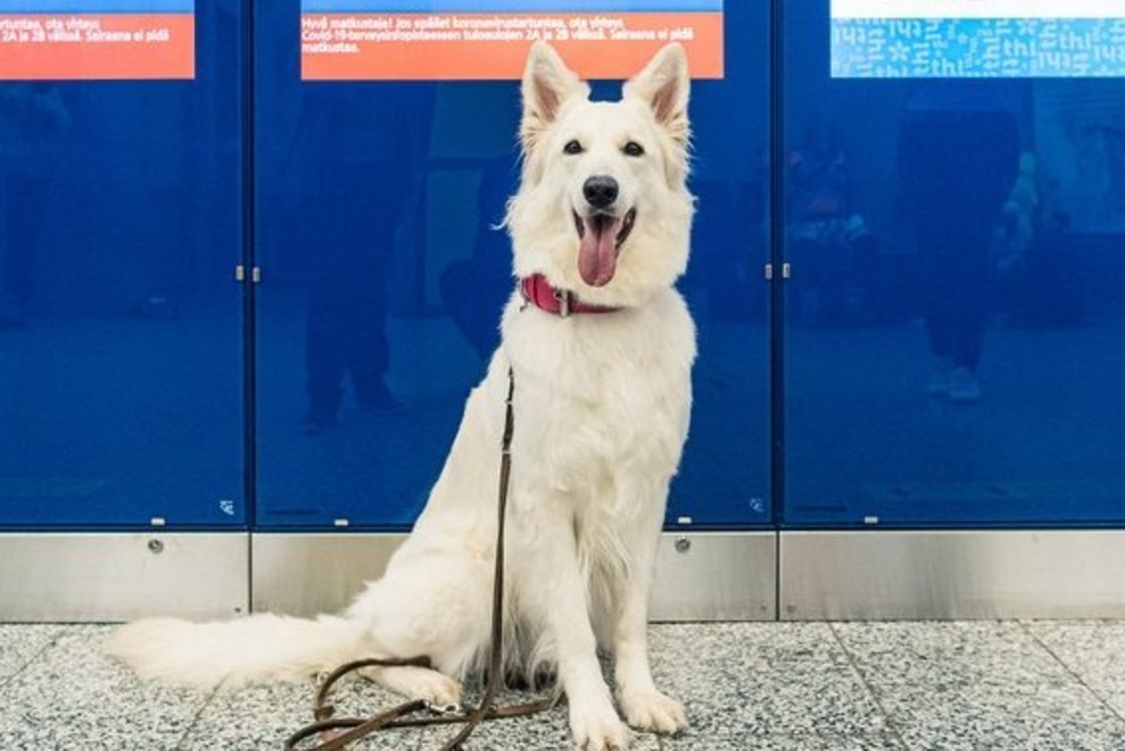 KANGELASED! Tunnustati koeri, kes aitavad avastada koroonaviirusesse nakatunud inimesi