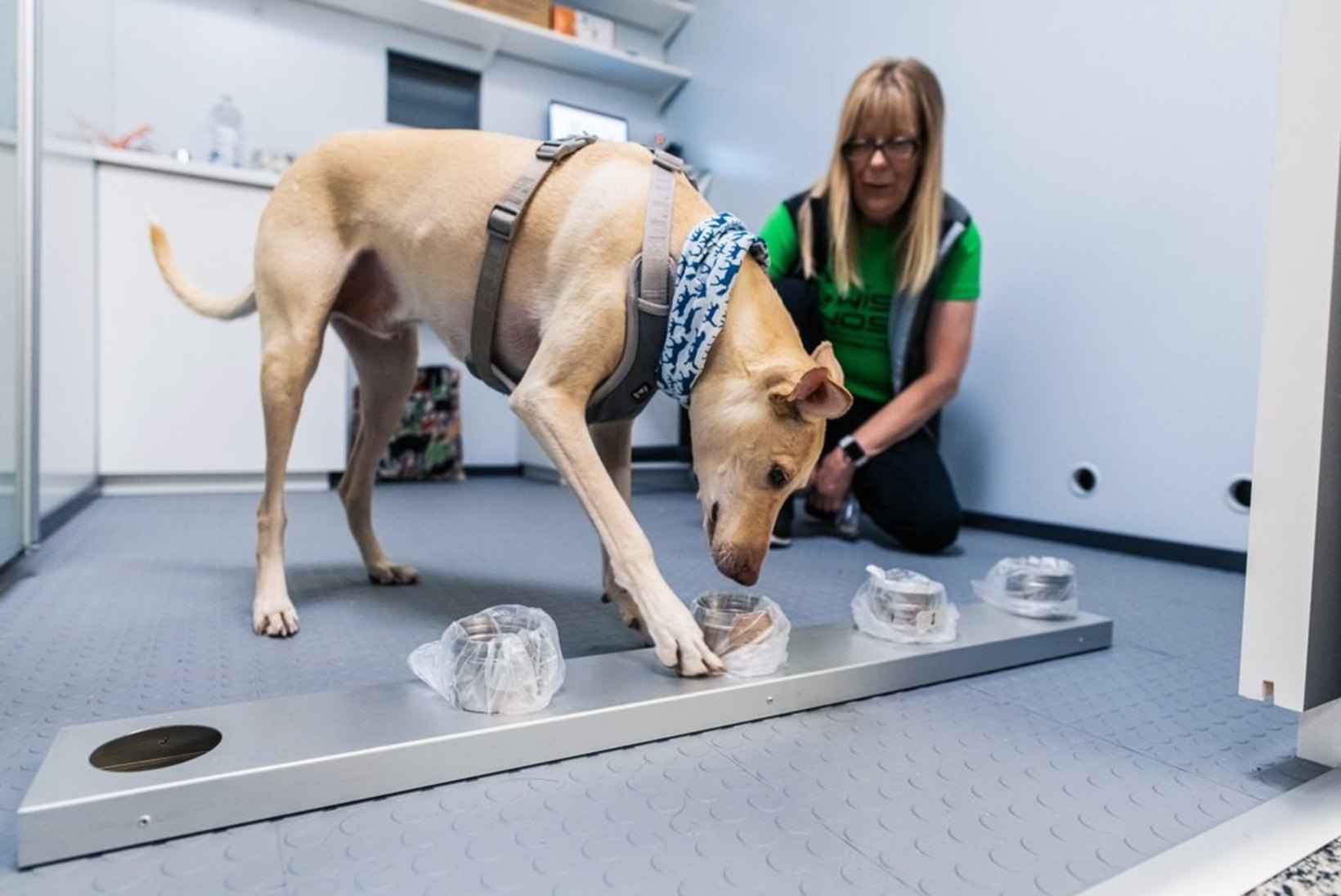 KANGELASED! Tunnustati koeri, kes aitavad avastada koroonaviirusesse nakatunud inimesi