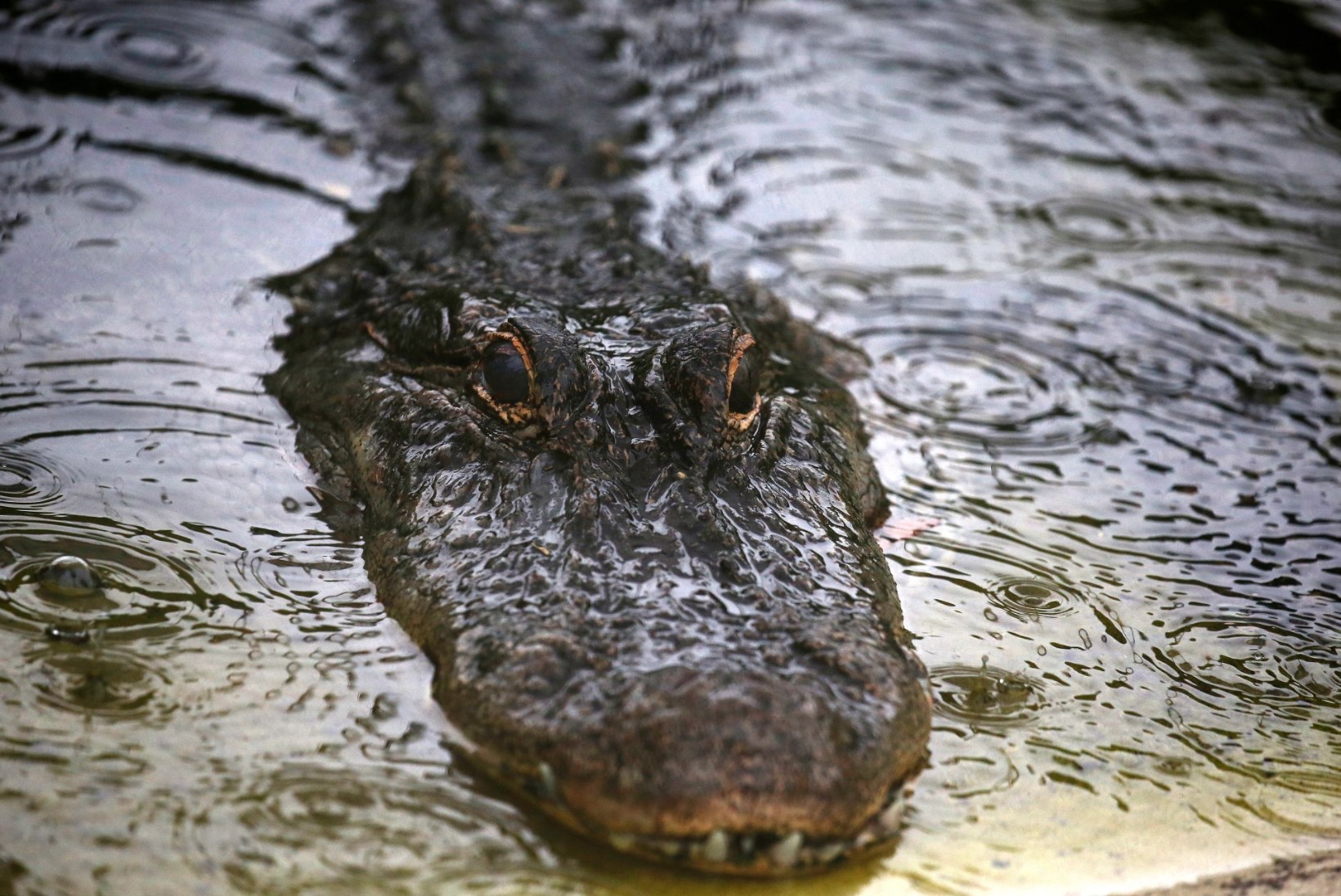 USKUMATU VIDEO | Florida golfiväljakul jalutas ringi jaburalt suur alligaator