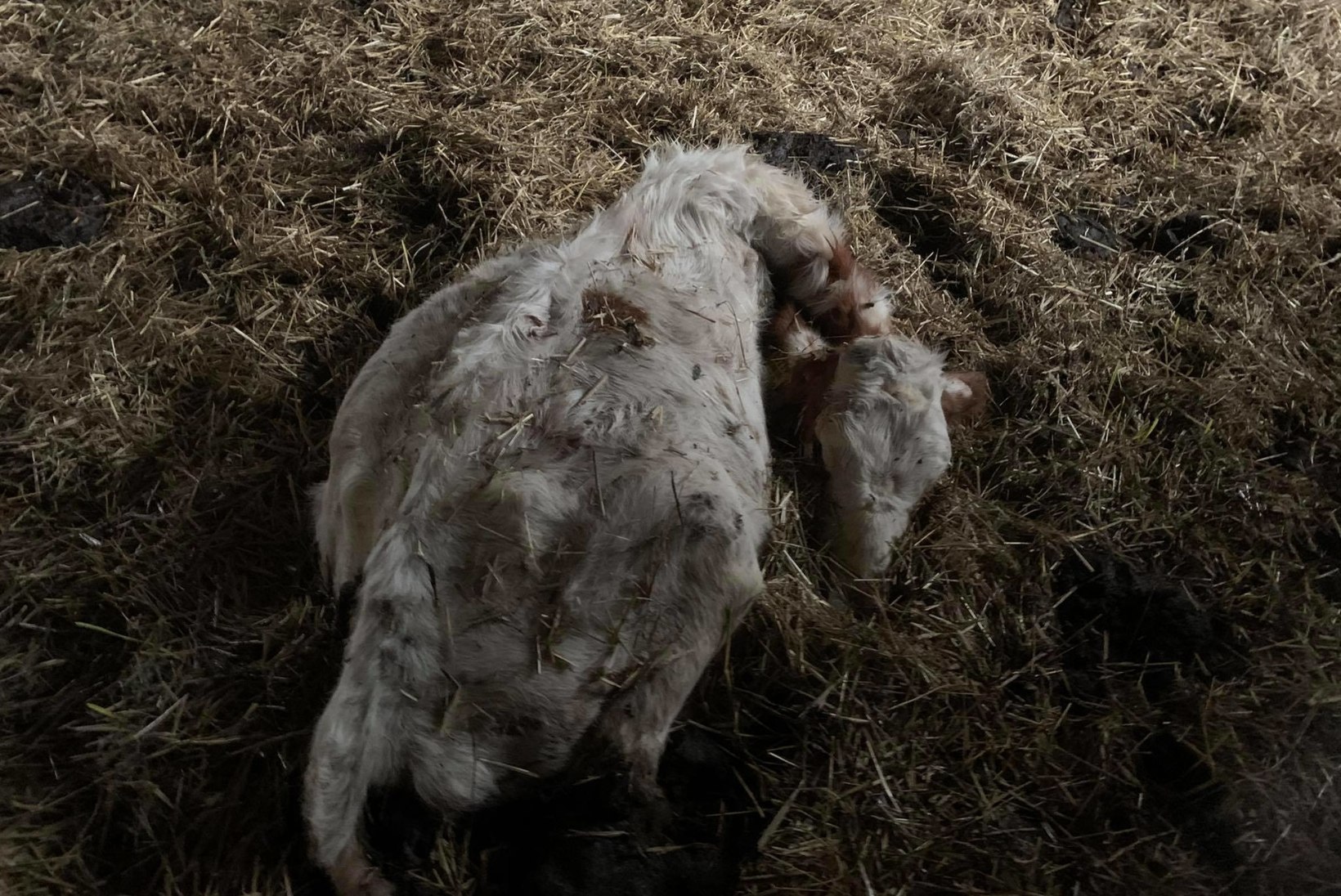 FOTOD | ÕUDUSTE LAUT: s**t silmini, surnud vasikad elavatega läbisegi!