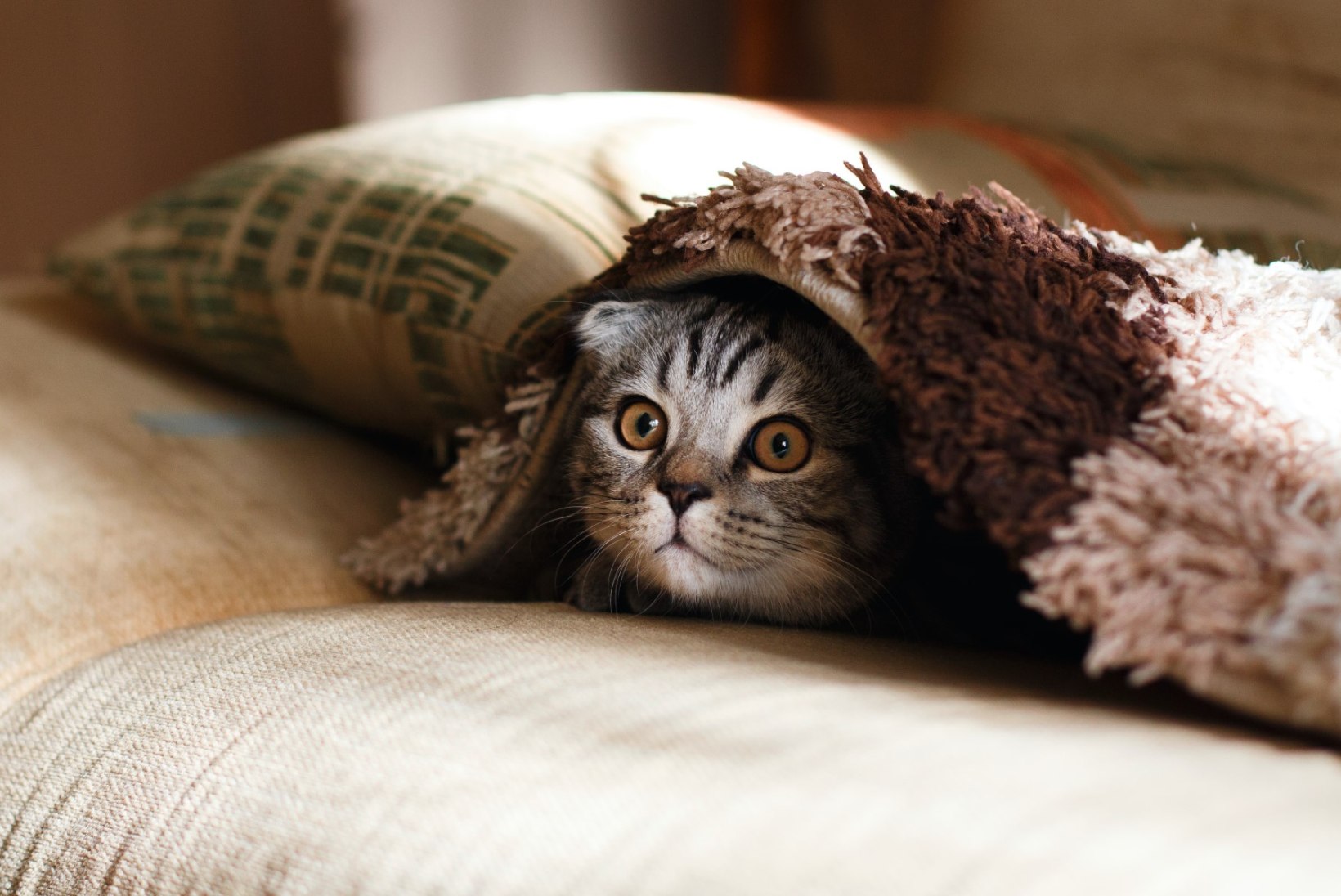 „LOOMAARST TASKUS“ | Kuidas hirmunud kass arstile viia ja mismoodi kliinikus käituda?