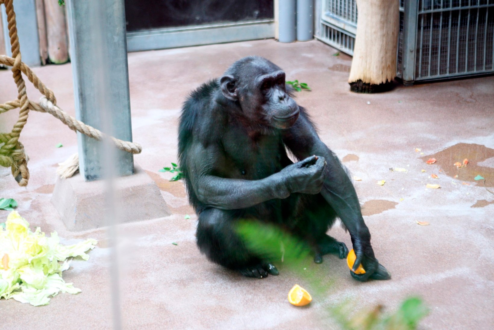 VIDEO | Tallinna loomaaia talitaja unustas harja šimpansi aedikusse ja juhtuma hakkas midagi erakordset