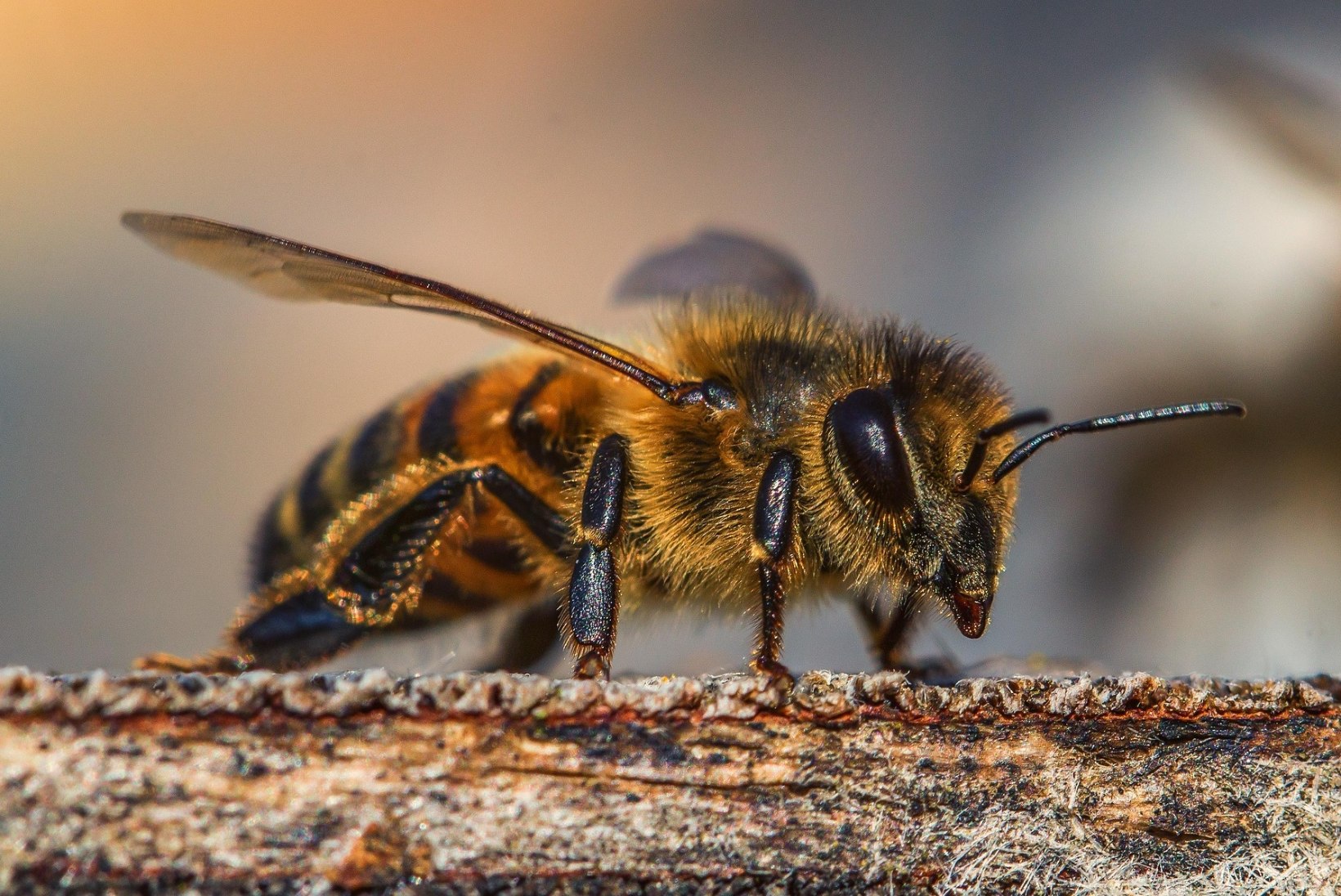 Mesilased peletavad vaenlasi roojaga