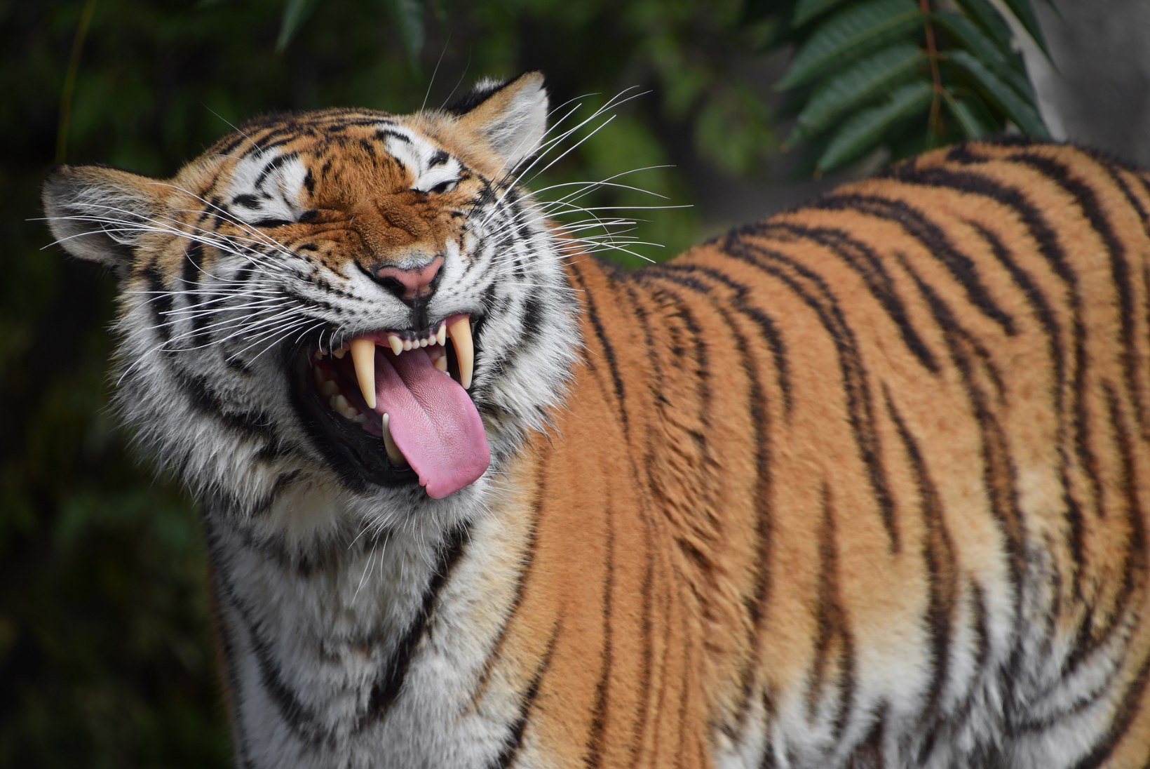 Prantsuse politsei konfiskeeris kümme tiigrit