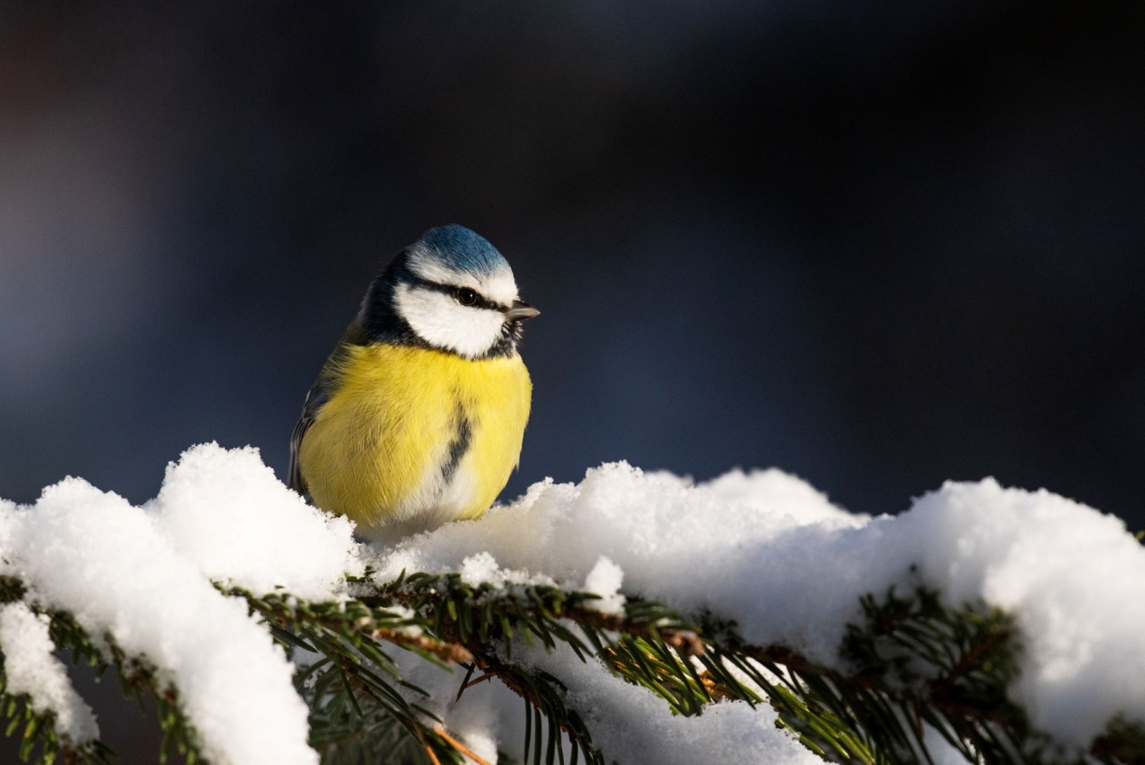 Talv tuleb: pildistame loodust ja linde