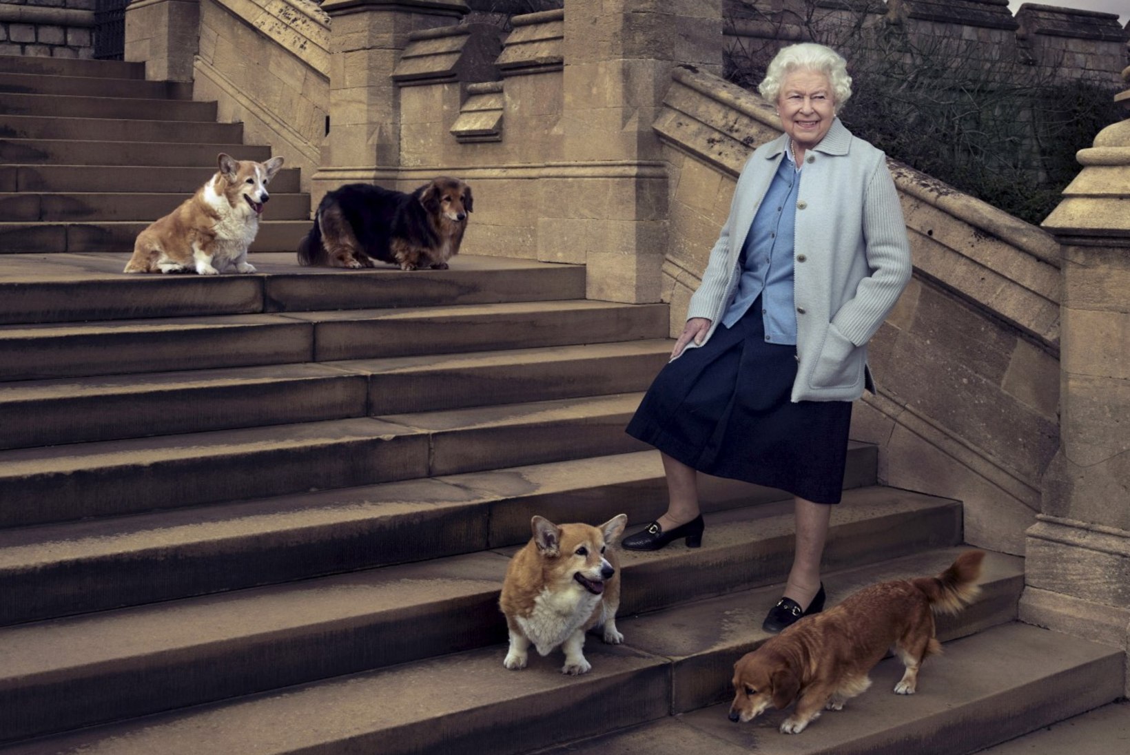 KURB KAOTUS: kuningannale jäi nüüd üksainus koerake...