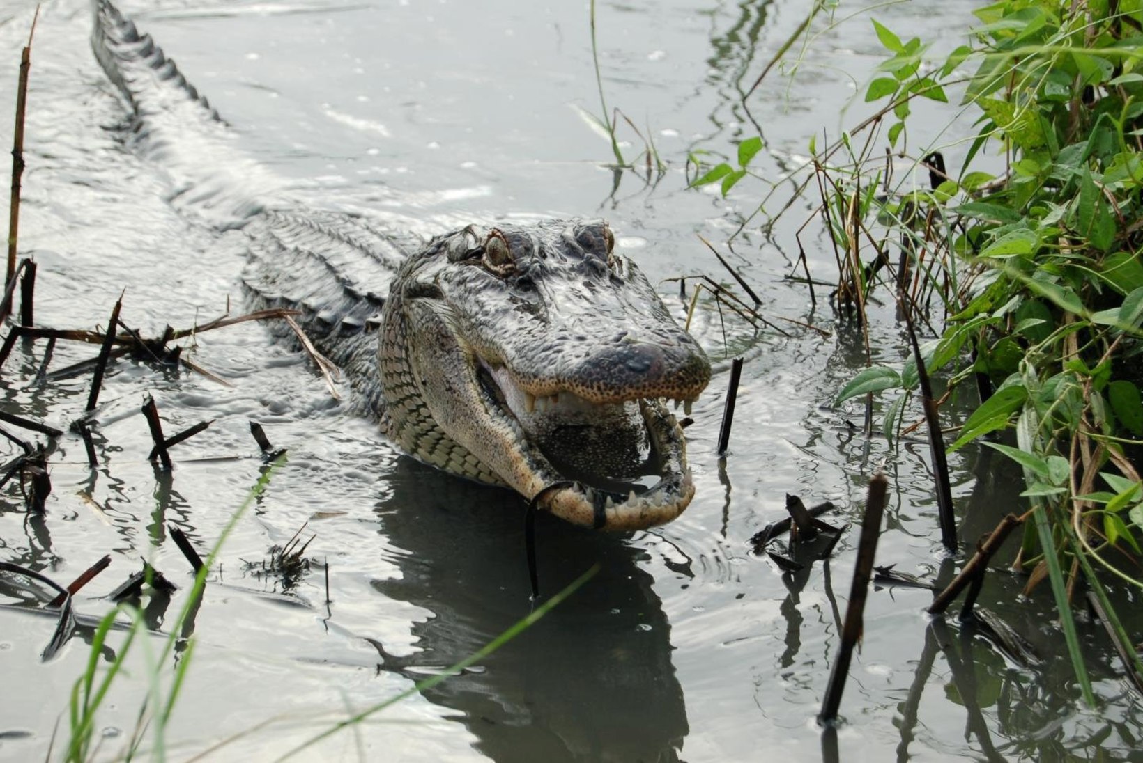 MITTE AINULT SISALIKUD: ka alligaatorid suudavad saba tagasi kasvatada