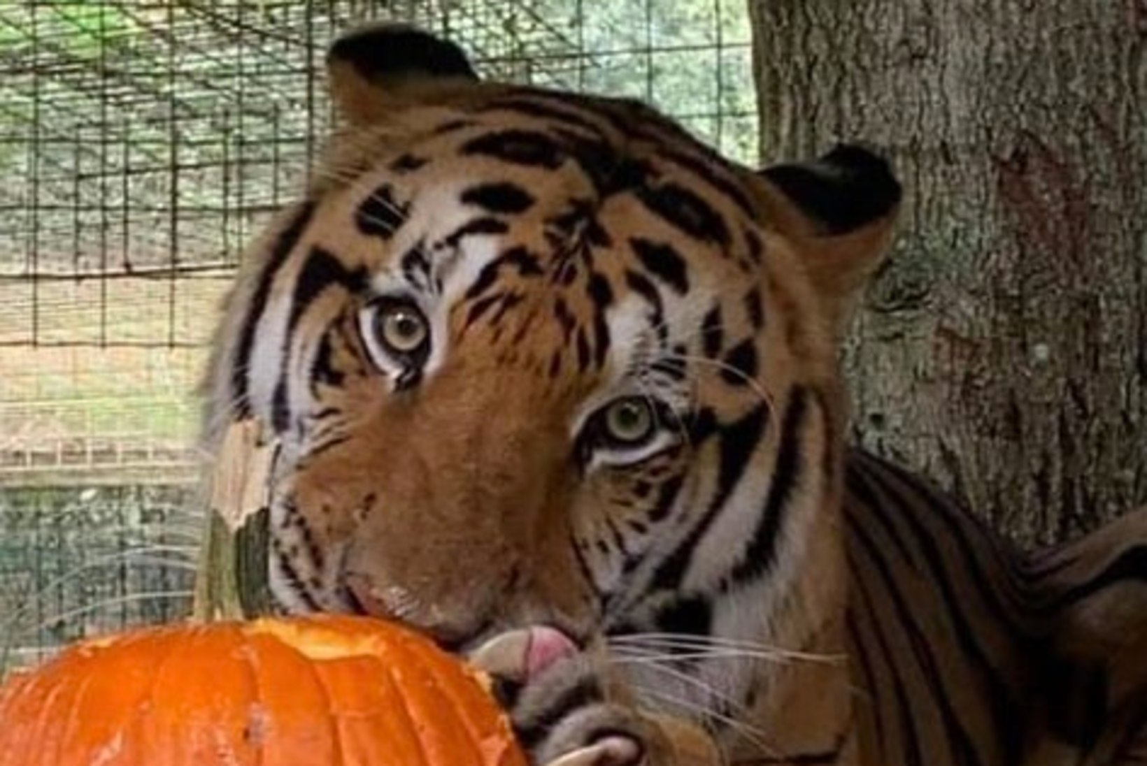 „Tiger Kingist“ tuntud loomaaias toimus koletu veretöö