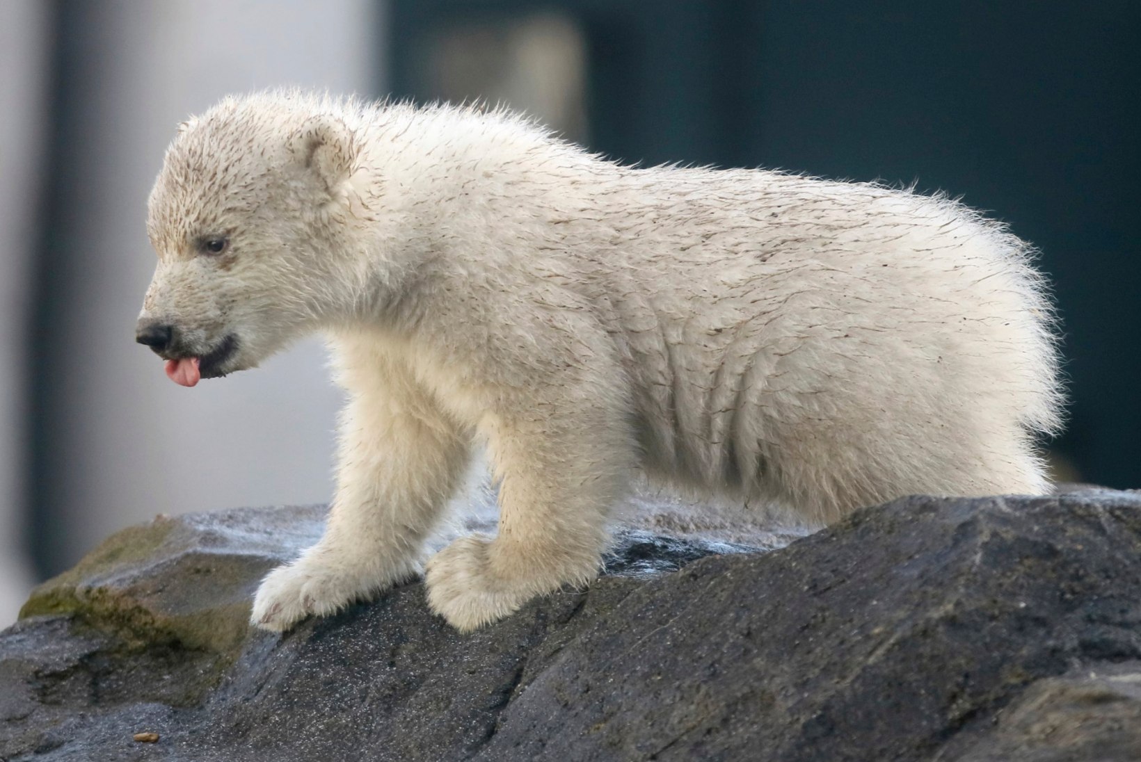 VIDEO JA FOTOD | Viini loomaaias esitleti rahvale jääkaru Nora imearmsat poega