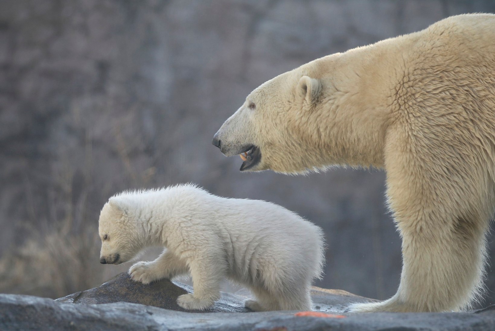 VIDEO JA FOTOD | Viini loomaaias esitleti rahvale jääkaru Nora imearmsat poega
