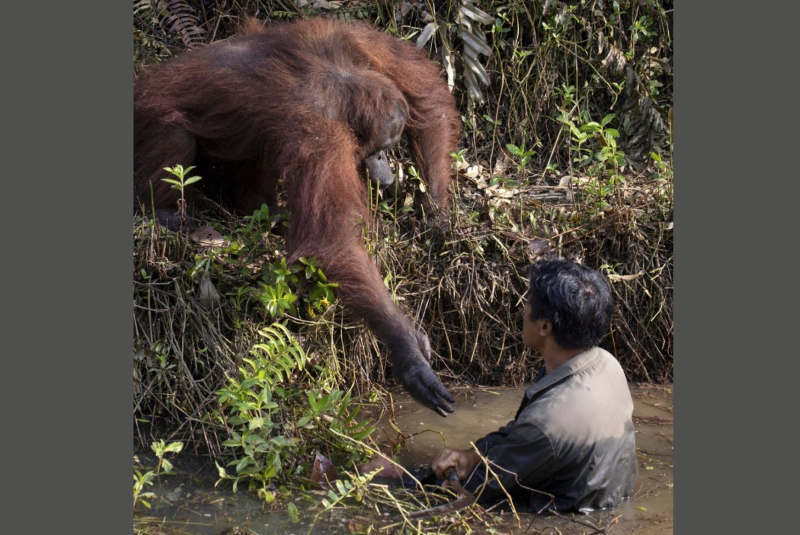 Orangutan ulatas hädalisele abikäe