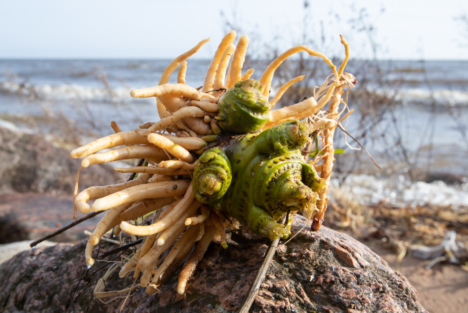 Peipsi järv kandis Kallaste randa tapvalt mürgise taime juurikad