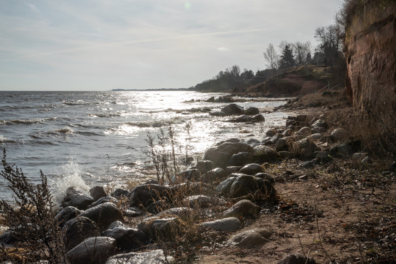 Peipsi järv kandis Kallaste randa tapvalt mürgise taime juurikad