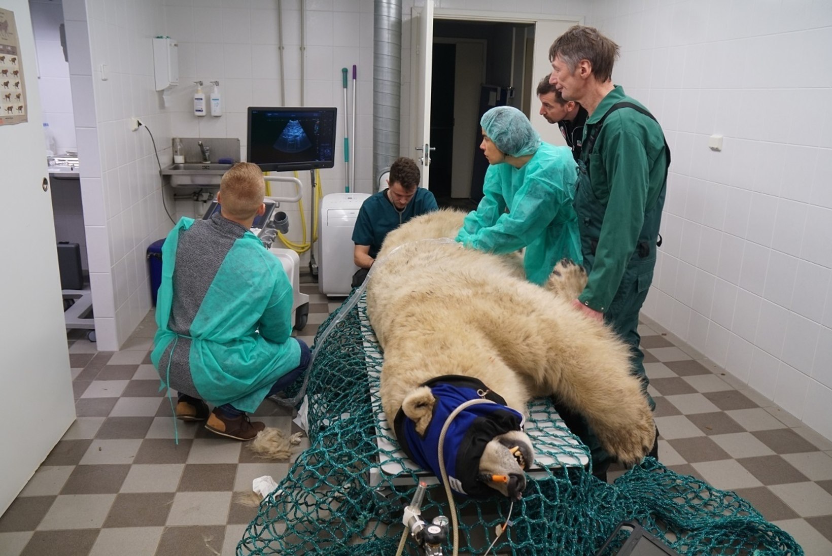 RISKANTNE UINUTAMINE: tervisekontrollid Tallinna loomaaias ohustavad nii arste kui kiskjaid, kes ei pruugi enam kunagi ärgata