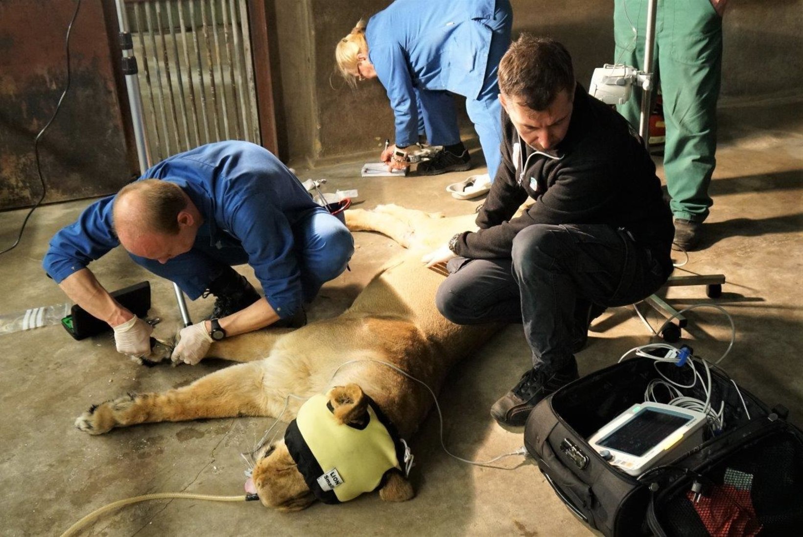 RISKANTNE UINUTAMINE: tervisekontrollid Tallinna loomaaias ohustavad nii arste kui kiskjaid, kes ei pruugi enam kunagi ärgata