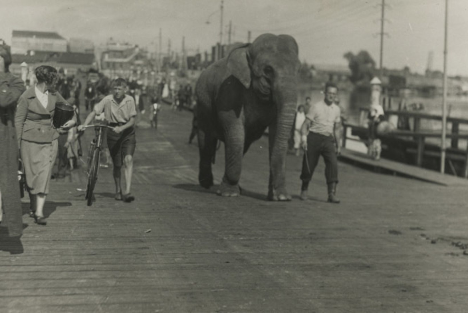 VANA FOTO | Saksamaalt toodi Pärnusse viis elevanti