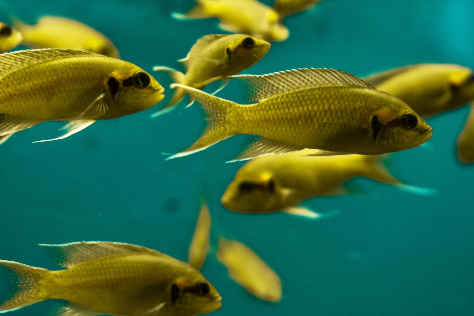 Kolm soovi kuldkalale ehk Mida peaksid teadma enne akvaariumi soetamist?