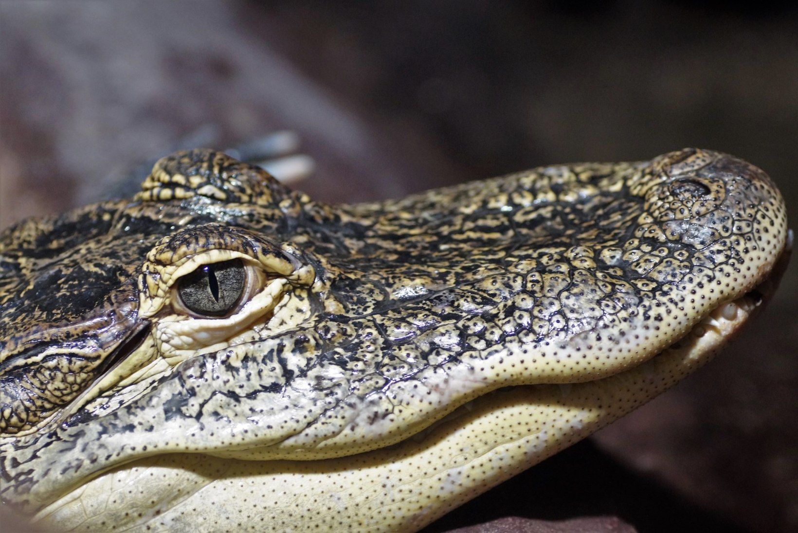 Alligaator elas veerand sajandit elumaja keldris