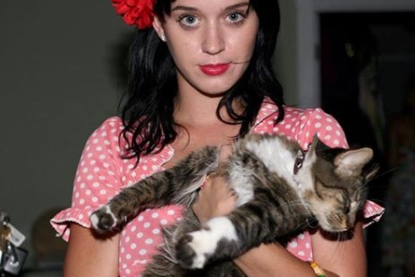 KURB UUDIS: Katy Perry teatas oma kassikese Kitty Purry surmast