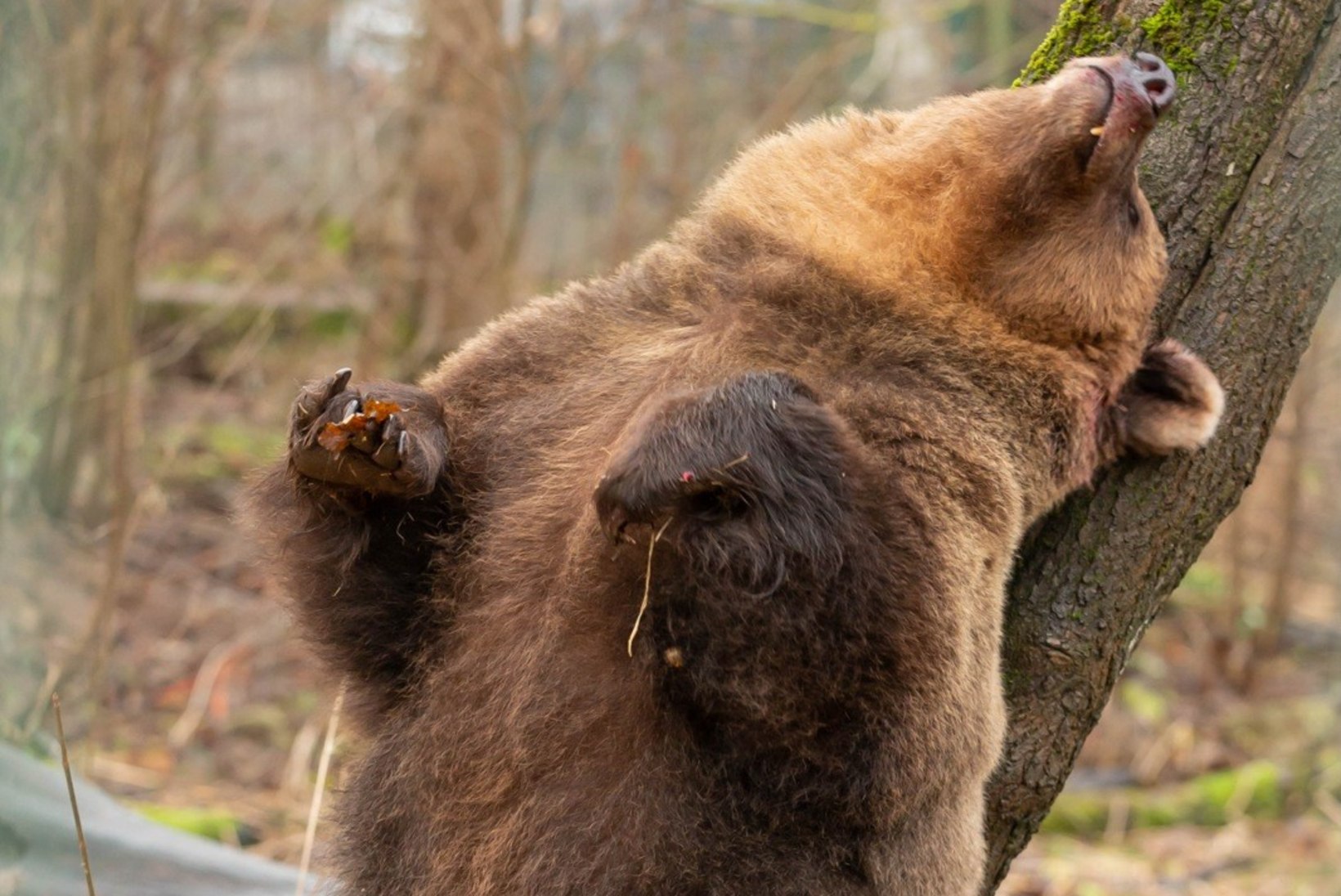 Metsloomaühing õpetab: mida teha, kui kohtad karu?!