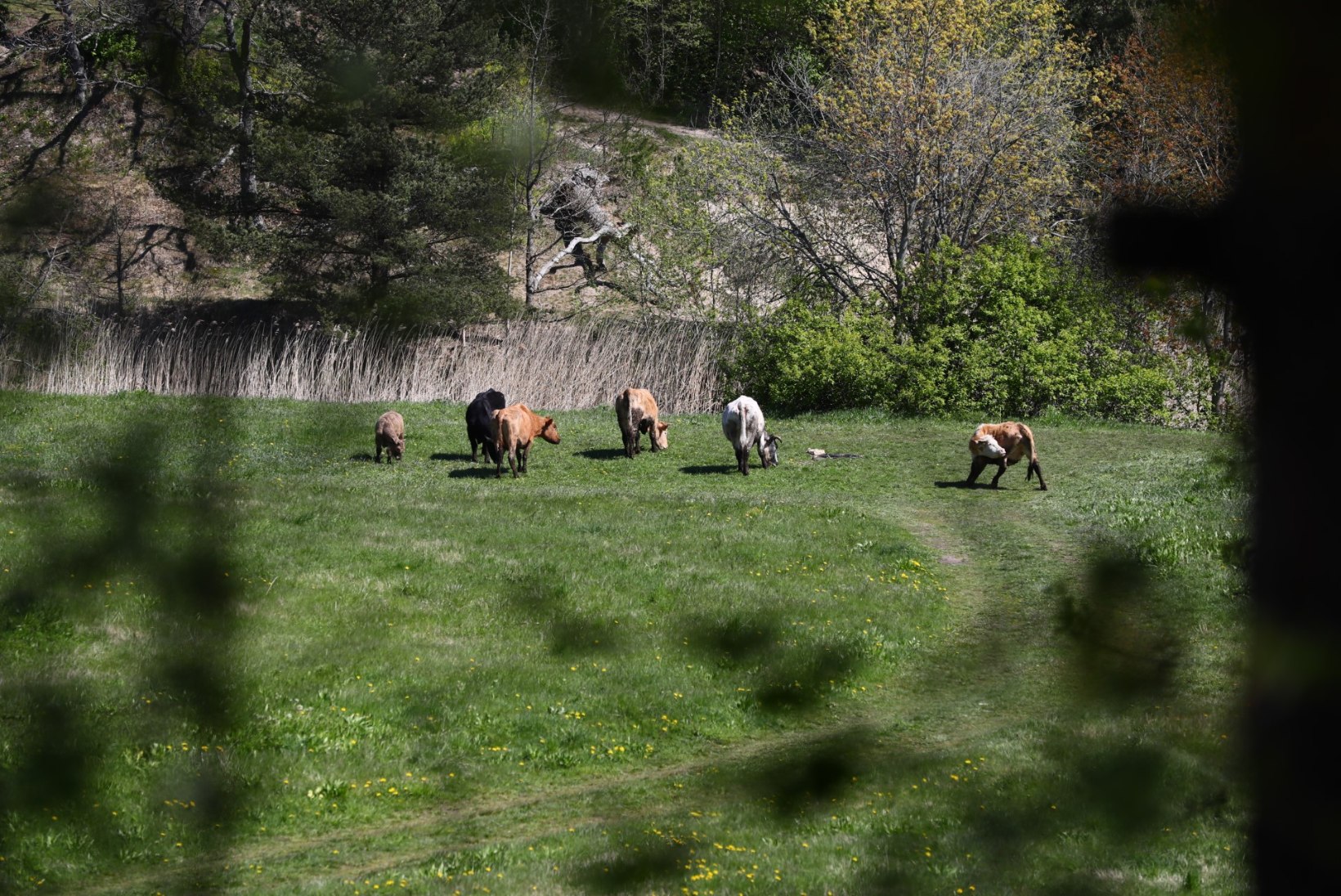 FOTOD | Haaberstis kolanud karude tõttu pääsesid veised Piritale muru niitma alles täna