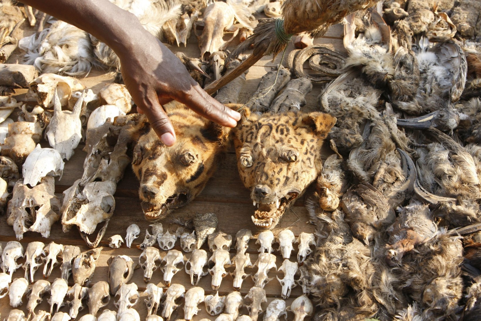 MUSTA MANDRI MUST MAAGIA: rituaalid surnuaial, poodud kassid ja väljakule peidetud puuslikud